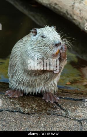 Ein Myocastor Coypus ist damit beschäftigt, sein Fell zu reinigen, während er in einem zoologischen Park in der Nähe des Wassers sitzt. Stockfoto