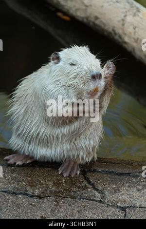 Ein Myocastor Coypus ist damit beschäftigt, sein Fell zu reinigen, während er in einem zoologischen Park in der Nähe des Wassers sitzt. Stockfoto