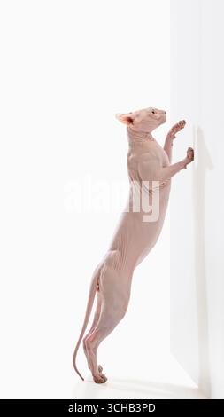 Haarlose sphynx-Katze, die mit Neugier aufrecht an der weißen Wand steht Stockfoto