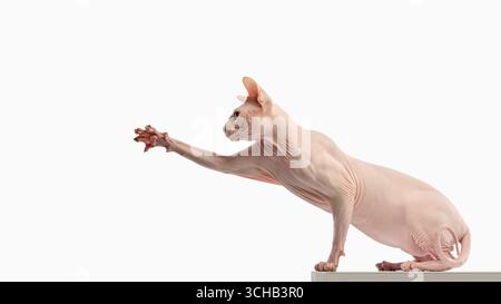 Die haarlose sphynx-Katze streckt die Pfote nach vorne mit fokussiertem Ausdruck Stockfoto