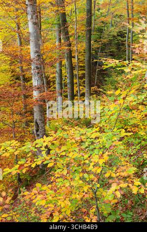 Malerischer Buchenwald im Herbst mit leuchtendem gelb-orangenem Laub, der eine farbenfrohe saisonale Landschaft schafft Stockfoto