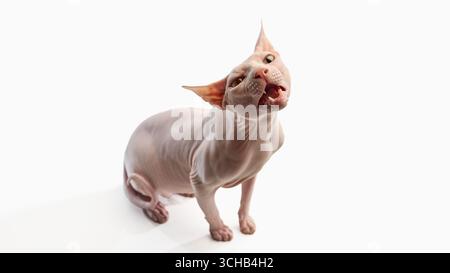 Die haarlose sphynx-Katze macht ein lustiges Gesicht mit weit geöffnetem Mund in einem Studio-Shot Stockfoto
