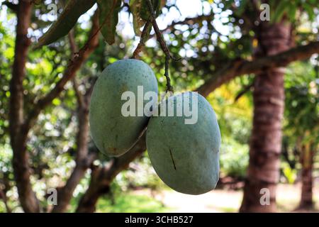 Eine Mango ist eine süße, saftige tropische Frucht mit glattem, gelb-orangenem Fruchtfleisch, umgeben von einer zähen Haut, die von grün bis rot reicht. Es ist reich an Vitaminen Stockfoto
