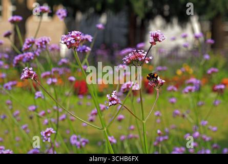 Blumenbeet von Verbene mit einer einzelnen Biene, die Pollen von einer Blume sammelt Stockfoto