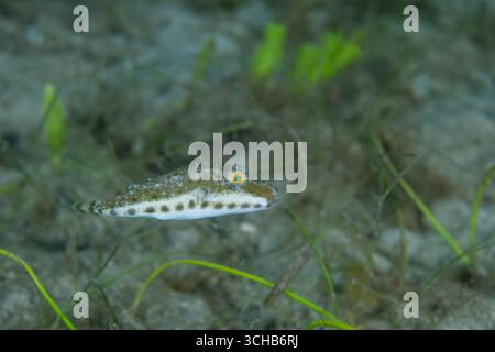 Bandschwanzpuffer schwimmt über grasbewachsenem Meeresboden Stockfoto