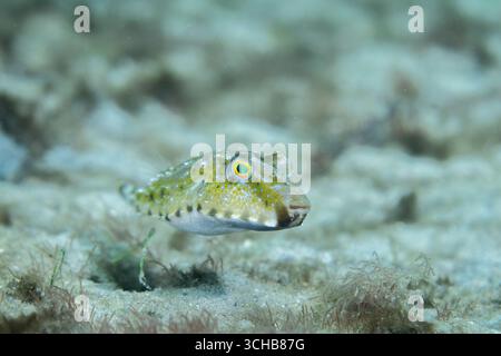 Bandschwanzpuffer schwimmt über sandigem Meeresboden Stockfoto