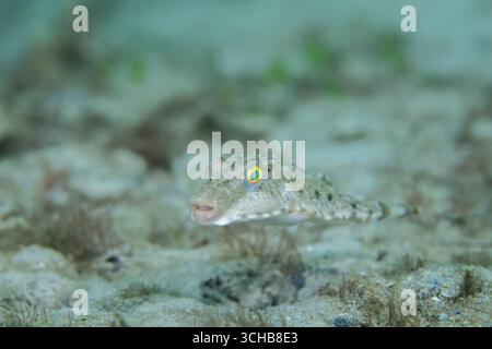 Bandschwanzpuffer schwimmt über sandigem Meeresboden Stockfoto
