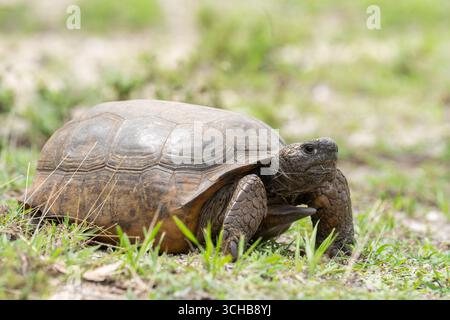 Gopher-Torse steht im Gras Stockfoto