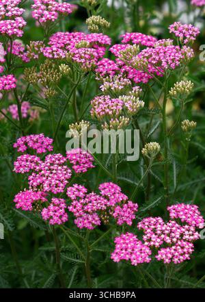 Nahaufnahme der rosafarbenen Blüten der im Sommer blühenden krautigen Stauden achillea millefolium cerise Queen. Stockfoto