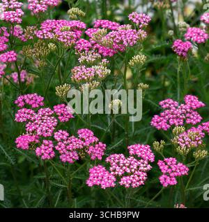 Nahaufnahme der rosafarbenen Blüten der im Sommer blühenden krautigen Stauden achillea millefolium cerise Queen. Stockfoto