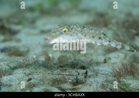 Bandschwanzpuffer auf sandigem Meeresboden Stockfoto