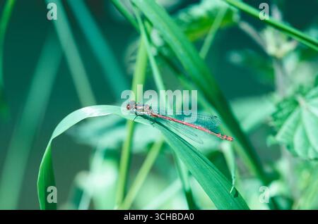 Große rote Damselfly (Pyrrhosoma Nymphula) Stockfoto