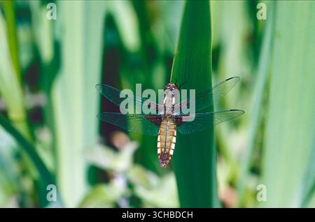 Weibliche, breitbeinige Jagdfliege (Libellula depressa) Stockfoto