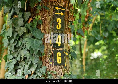 Zahlen 3 und 4 mit Pfeilen, die auf einem mit Efeu bedeckten Baum gemalt sind und den Wanderweg im Wald markieren Stockfoto