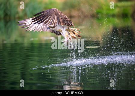 Geringter Fischadler, der tief über einer Forellenfarm fliegt und eine Forelle trägt, die er gerade in den Krallen gefangen hat. Der Fisch war vielleicht schon tot, Rutland Stockfoto