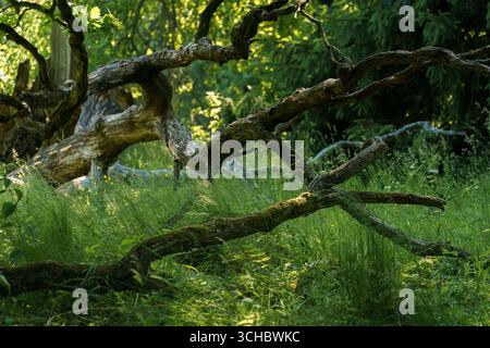 Zweige eines alten umgestürzten Baumes in üppig grünen Wäldern Stockfoto