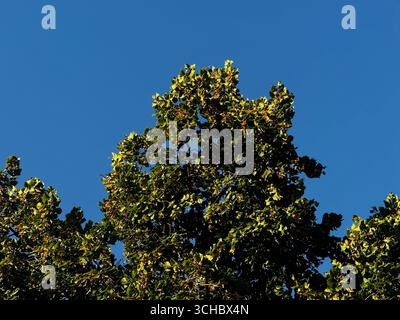 Goldene Zweige. Blauer Himmel Als Hintergrund. Stockfoto