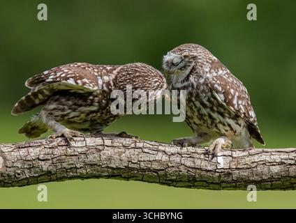 Zwei entzückende kleine Eulen (Athene noctua) zeigen ihre Liebe durch eine Speise- und Balzgabe und fangen einen zarten Moment ein . Kent UK Stockfoto