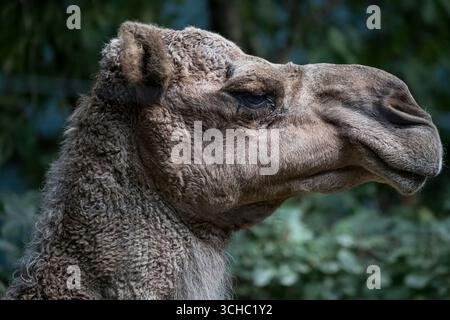 Das Dromedarkamel (Camelus dromedarius), auch bekannt als das Arabische Kamel und Einbuckelkamel. Stockfoto