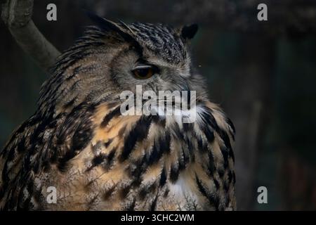 Die Uhu (Bubo bubo), eine Art von Uhu, eine Art von Vogel, die in weiten Teilen Eurasiens lebt. Stockfoto