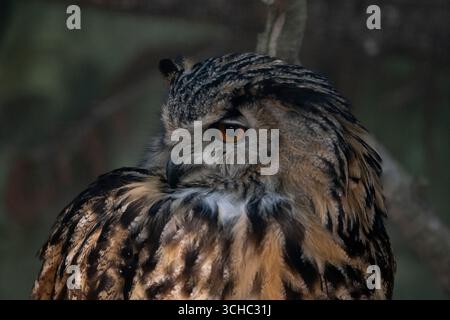 Die Uhu (Bubo bubo), eine Art von Uhu, eine Art von Vogel, die in weiten Teilen Eurasiens lebt. Stockfoto