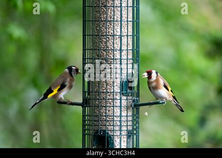 Der Europäische Goldfinch (Carduelis carduelis), ein kleiner Passerinvogel aus der Familie der finken. Stockfoto