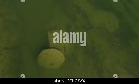 Fish from Over Aerial Drone View Shot Stockfoto