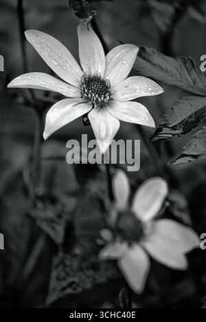 Einfarbiges Bild der Gartenblume Stockfoto