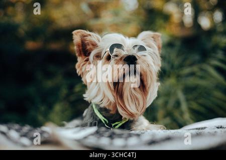 Stylischer Yorkshire Terrier mit Sonnenbrille im Freien. Niedlicher kleiner Hund mit langen, seidenen Haaren, selbstbewusstem Look und charmanter Pose. Perfektes Haustier-Porträt wi Stockfoto