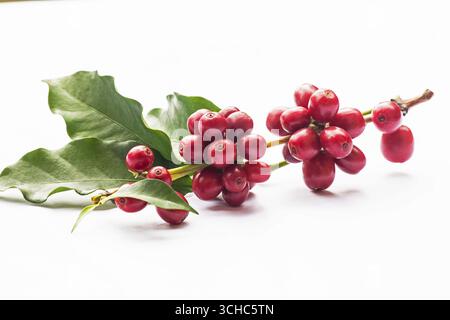 Kaffeebaumzweig mit Reifen Kaffeebeeren auf weißem Hintergrund Stockfoto