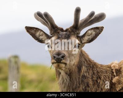 Ein Nahbild eines männlichen Rothirsches, Cervus elaphus, mit teilweise gewachsenen Geweihen. Stockfoto