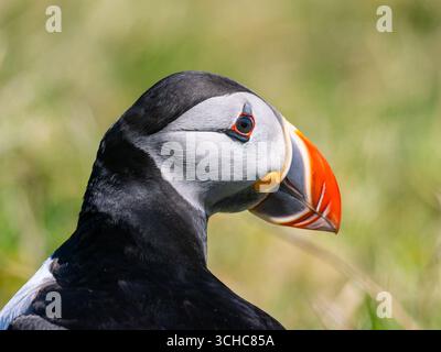 Eine Nahaufnahme des Kopfes eines Atlantischen Papageientauchers, Fratercula arctica. Stockfoto