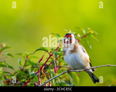 Ein europäischer Goldfink (Carduelis carduelis), der auf einem Baum thront Stockfoto