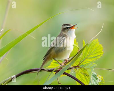 Ein männlicher Seggenkraut, Akrocephalus schoenobaenus, singt aus einem Brombeerbusch. Stockfoto