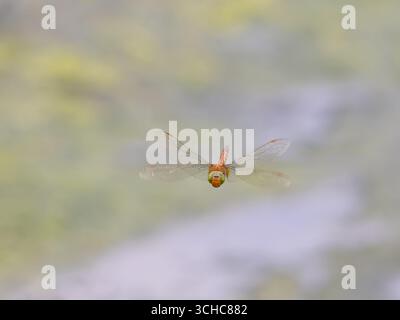 Eine Norfollk-Hawker-Libelle, Aeshna-Isozelen oder gleichschenklige, im Flug. Stockfoto
