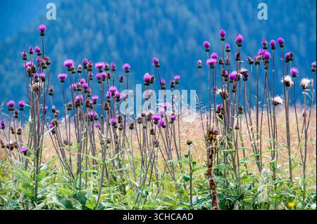 Cirsium Helenioides (Melancholische Thistle) blüht in den österreichischen Alpen. Stockfoto
