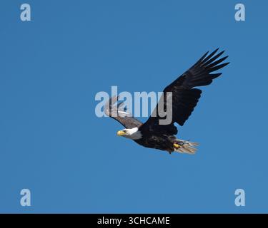 Der erwachsene Weißkopfseeadler nach dem Frühstück fliegt mit einem Fisch in den Klauen zurück Stockfoto