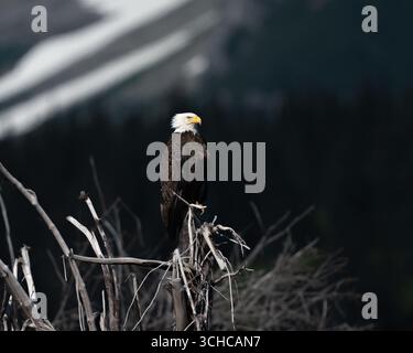 Der Weißkopfseeadler sitzt auf einem Stück toten Holzzweig Stockfoto