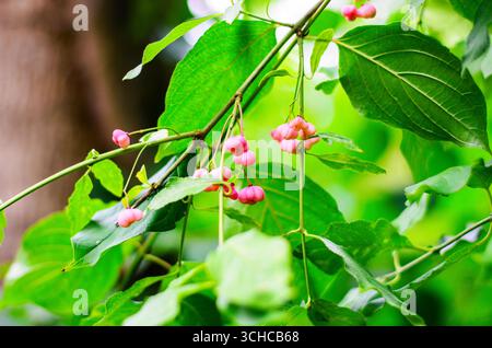 Leuchtende rosafarbene Beeren des europäischen Spindelbaums vor grünem Hintergrund Stockfoto