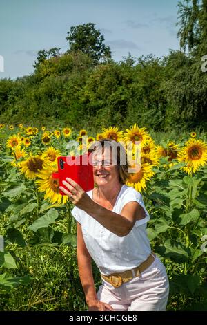 Frau, die ein Selfie fotografiert, in einem Feld von Sonnenblumen, das auf dem landwirtschaftlichen Ackerland Herefordshire England wächst, angebaut als alternative Kulturpflanze Stockfoto