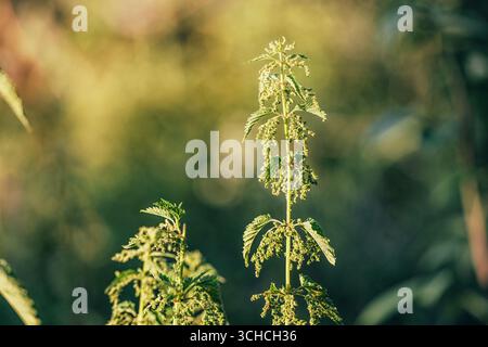 Nahaufnahme der Brennnessel, die sich im warmen Sonnenlicht sonnt, umgeben von einem sanft verschwommenen Hintergrund, der die leuchtend grünen Blätter hervorhebt Stockfoto