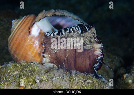 Meeresschnecke Tonna Galea Stockfoto
