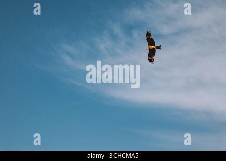 Majestätischer schwarzer Drachen, der anmutig vor einem leuchtend blauen Himmel schwingt und die Schönheit der Natur im Flug zeigt Stockfoto