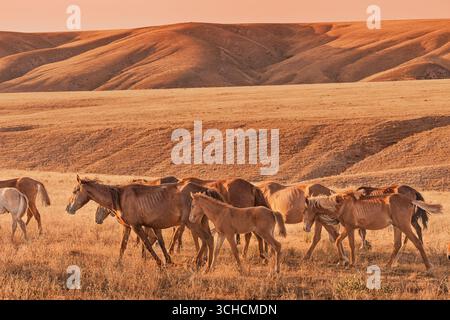 Wilde Pferde, die friedlich über eine weite, trockene Landschaft weiden, in den warmen Farben eines atemberaubenden Sonnenuntergangs getaucht Stockfoto