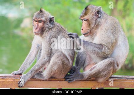 Langschwanzmakaken, die auf Holzschienen im tropischen Wald in der Nähe des Sees pflegen, Verhalten der Tiere und soziale Bindung in der Natur. Stockfoto