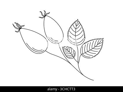 Hagebuttenbeeren mit Blättern einfache handgezeichnete Doodle Umrissbild, pflanzliche Medizin Bio-Konzept, gesundes Leben, Herbst Wald wilde Pflanze Zweig Skizze, natürliches Element für rustikale Einrichtung Stock Vektor