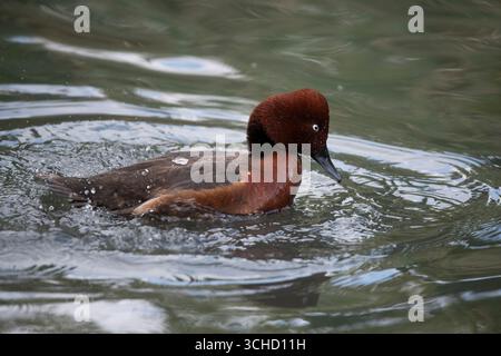 Die ferruginöse Ente (Aythya nyroca), auch bekannt als Ferruginous Pochard, Common White-Eye oder White-Eyed Pochard. Stockfoto