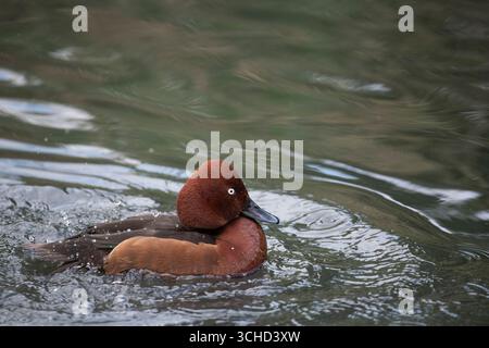 Die ferruginöse Ente (Aythya nyroca), auch bekannt als Ferruginous Pochard, Common White-Eye oder White-Eyed Pochard. Stockfoto