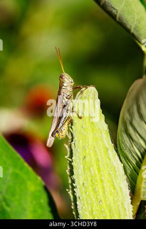 Ein Differential Grasshopper (Melanoplus differentialis) befindet sich im Spätsommer auf einer Milchweed-Kapsel im Waukesha County, Wisconsin. Stockfoto