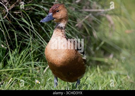Die Fulvous Whistling Duck oder Fulvous Tree Duck (Dendrocygna bicolor). Stockfoto